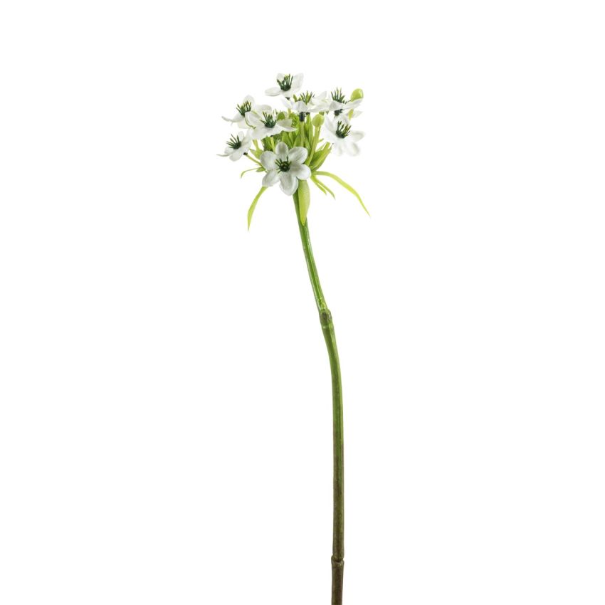 Ornithogalum spray white 63cm