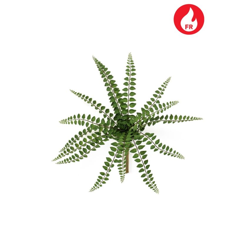 Fern pellaea bush FR x15 36cm