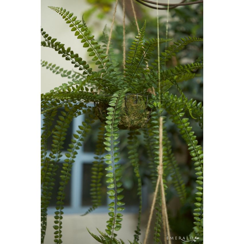 Fern on iron stand round hanging 130cm