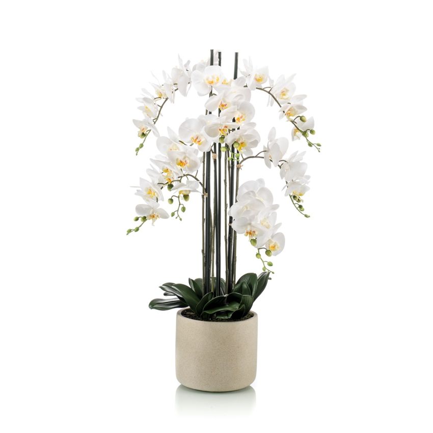 Phalaenopsis plant white in ceramic pot 100cm