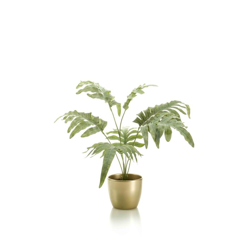 Phlebodium bush grey/ green 70cm in pearlgold pot