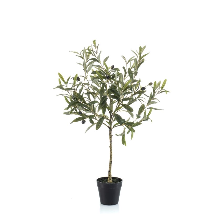 Olive in pot 70cm