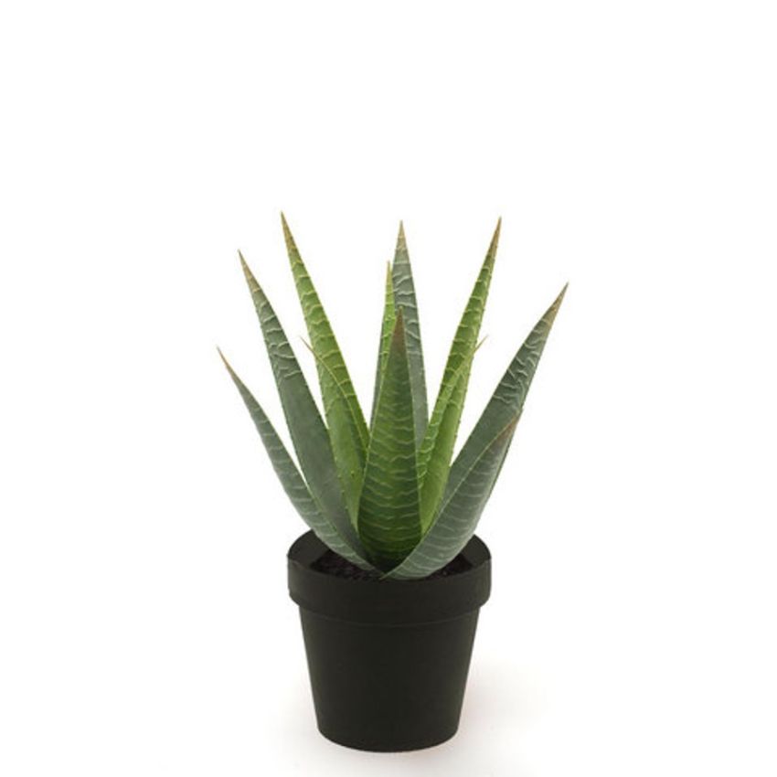 Aloe vera green 30cm in black pot