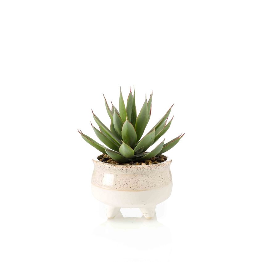 Echeveria green/red in cream pot 20cm