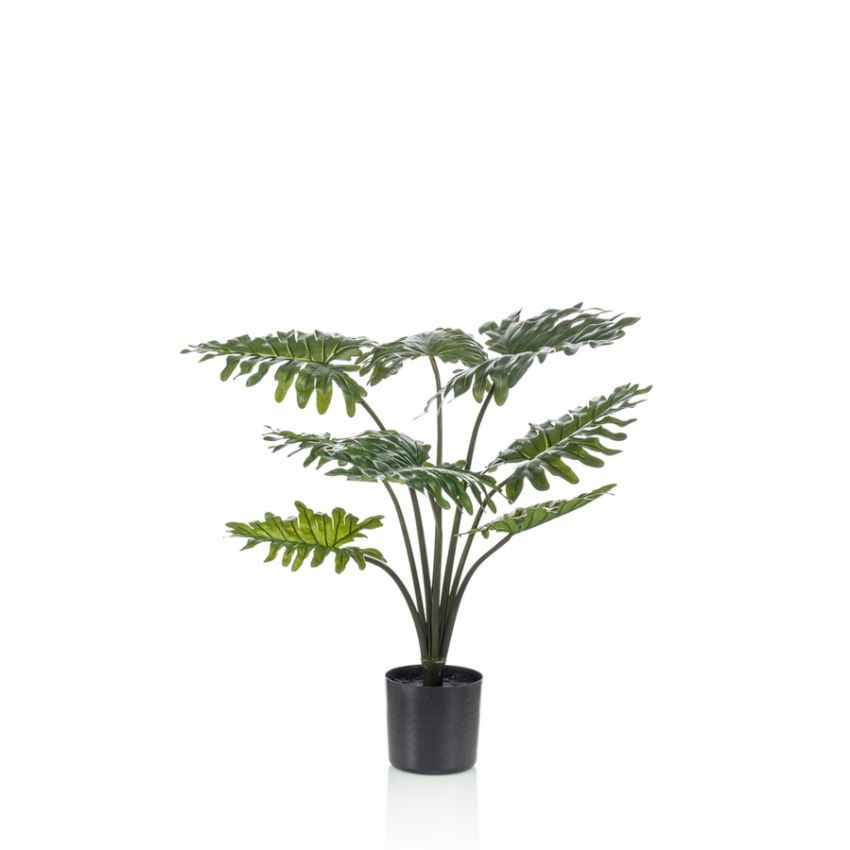 Philodendron in pot 60cm