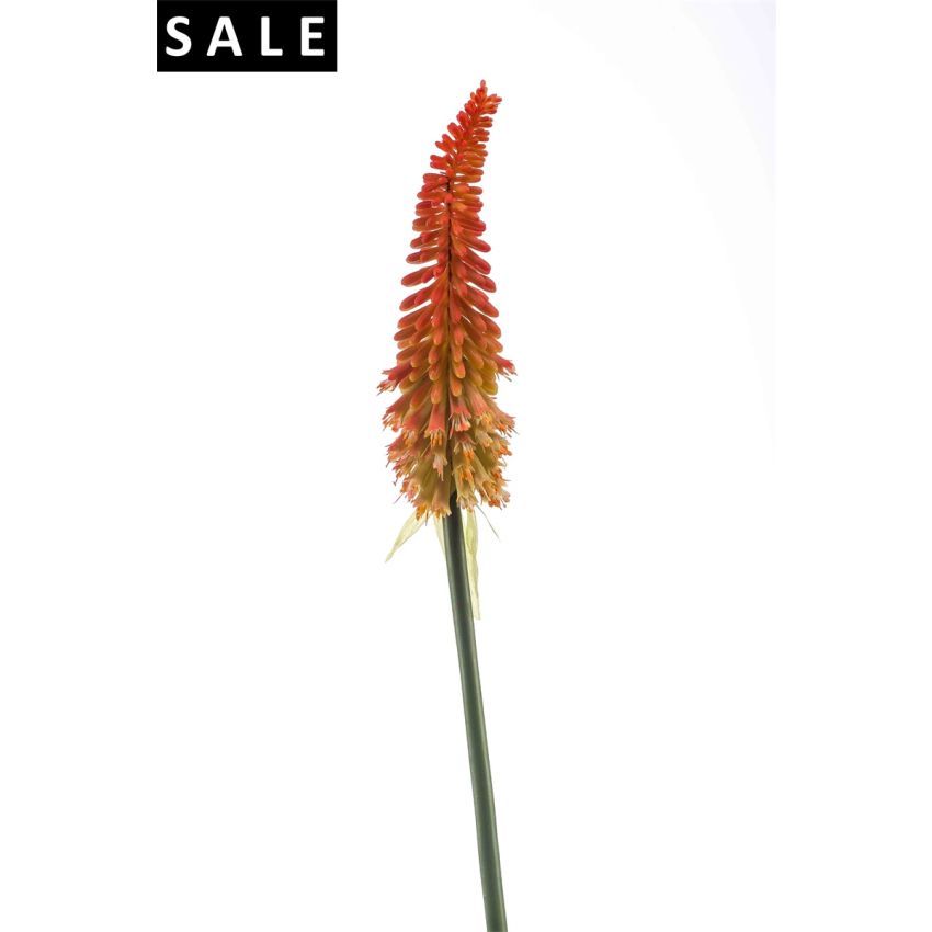 Kniphofia spray red/orange 85cm