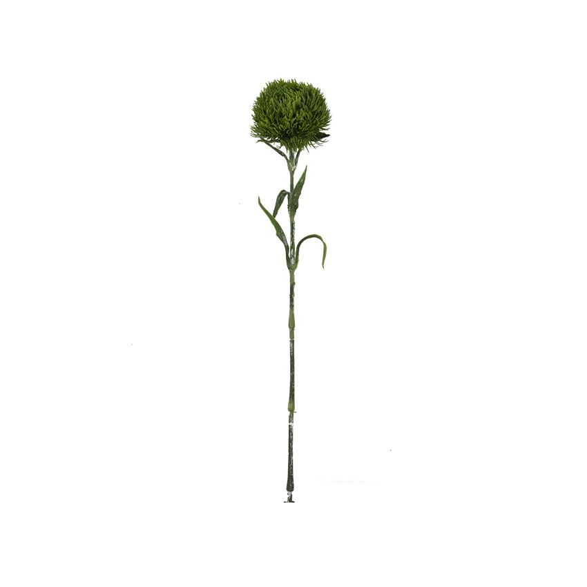 Dianthus spray green 55cm