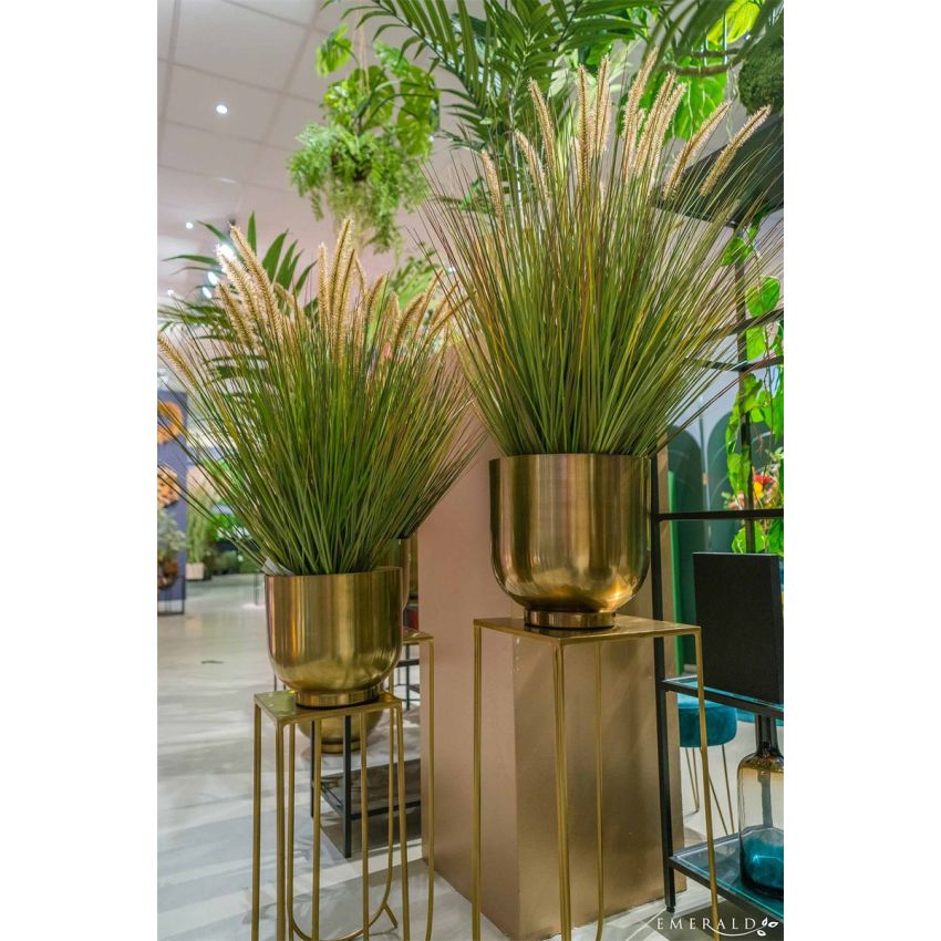 Pennisetum grass 85cm