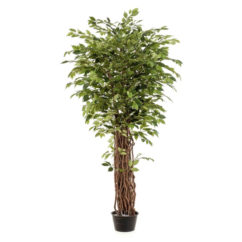 Ficus benjamina liana deluxe tree 205cm