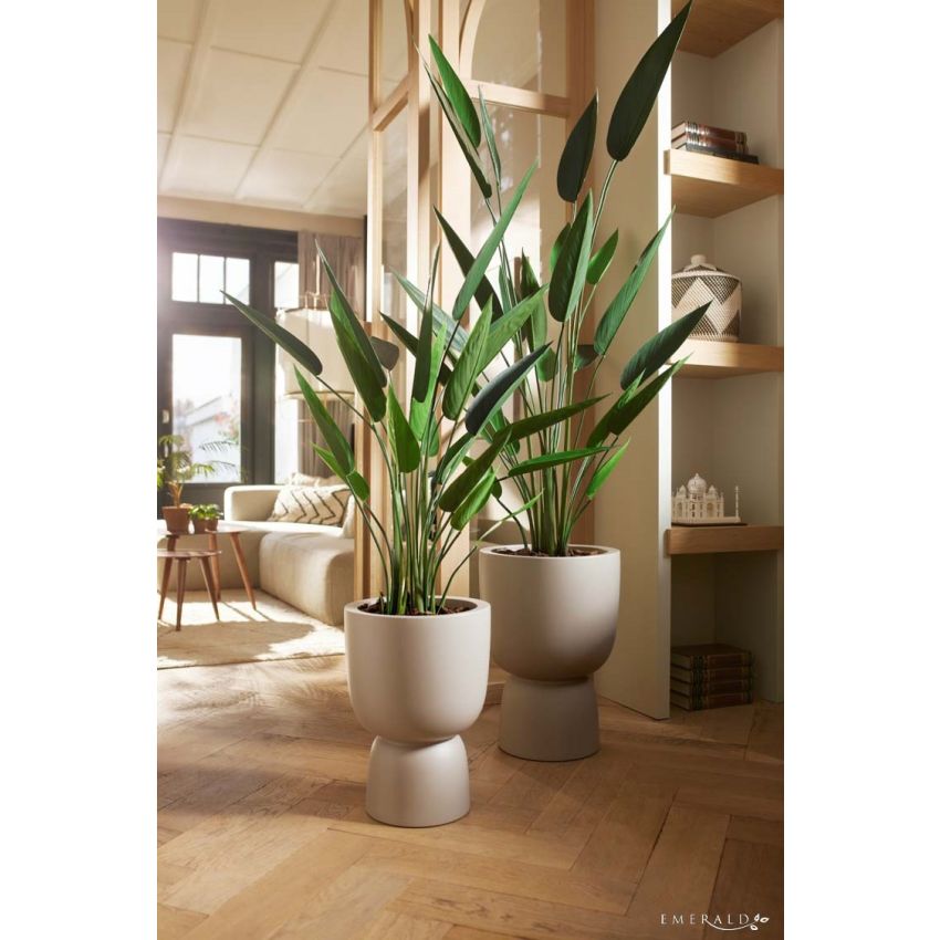 Heliconia plant 125cm