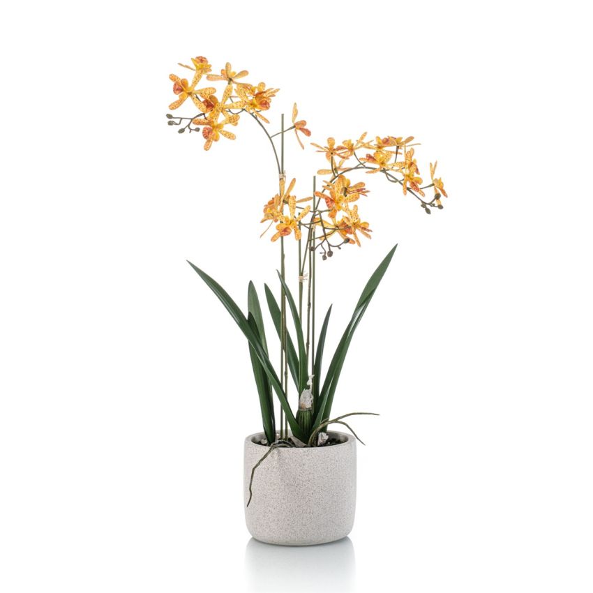 Renanthera orchid yellow/orange in pot 56cm