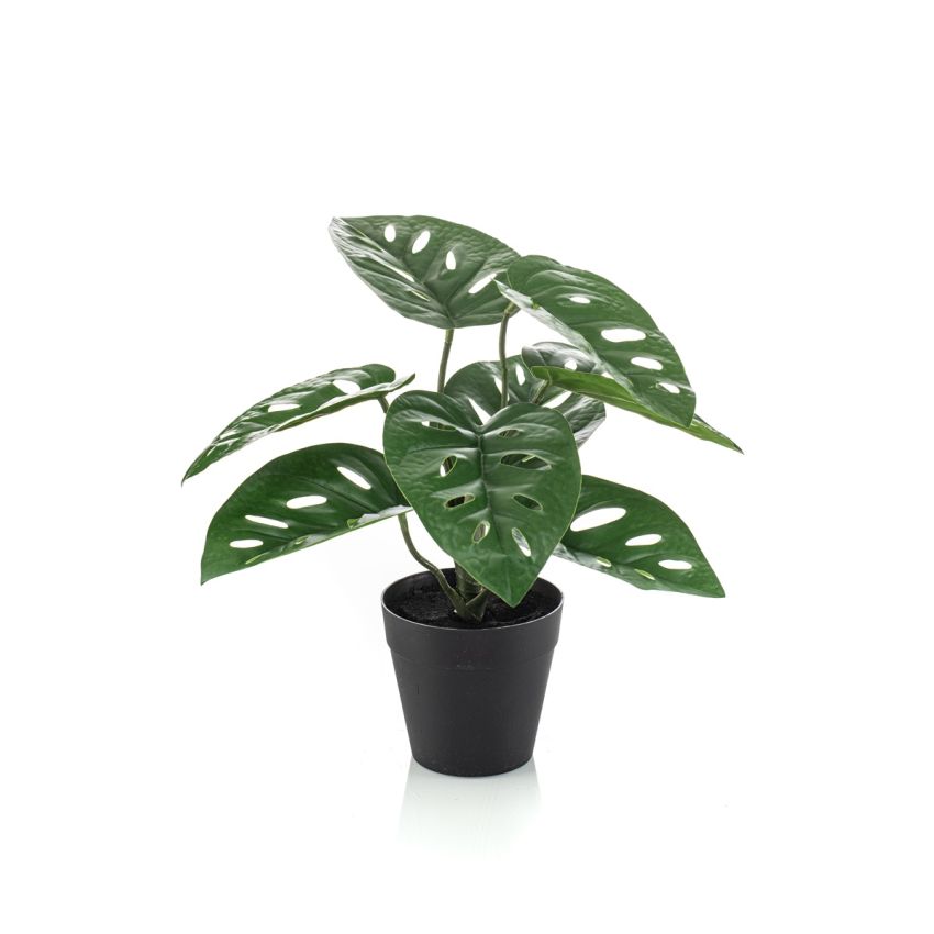 Monstera monkey in pot 28cm