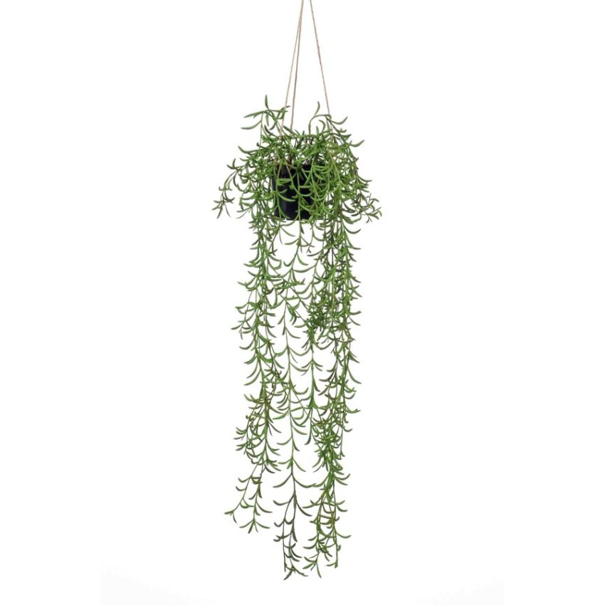 Senecio hanging in pot 85cm
