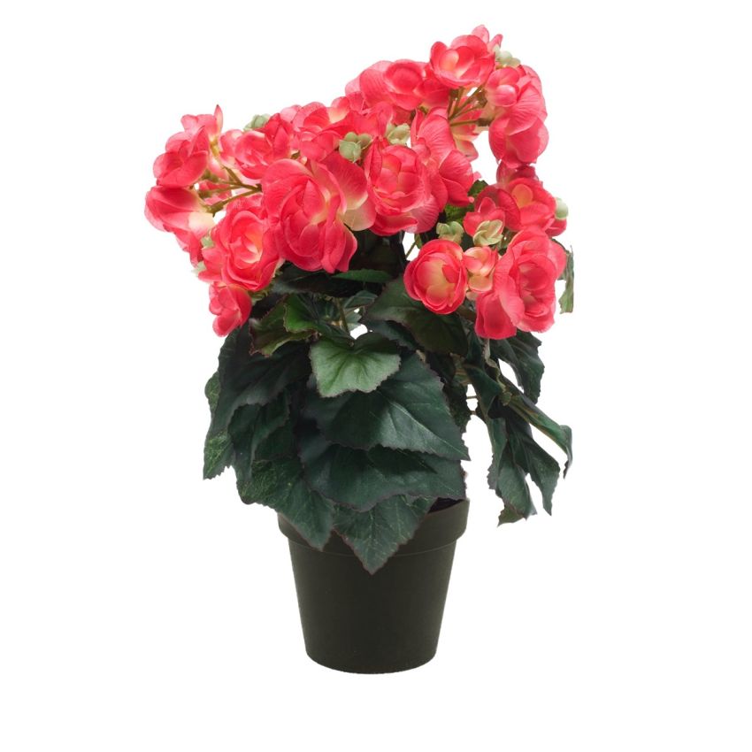 Begonia bush hot pink 30cm in black pot