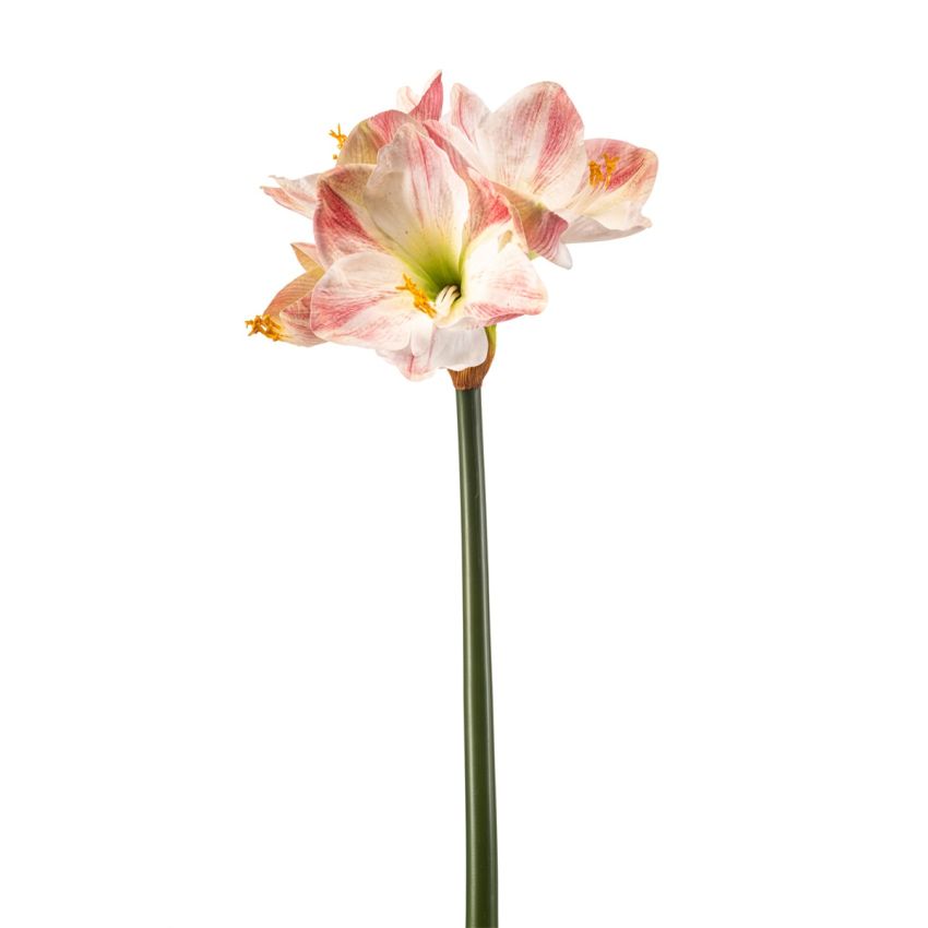Amaryllis spray RT tt pink 62cm
