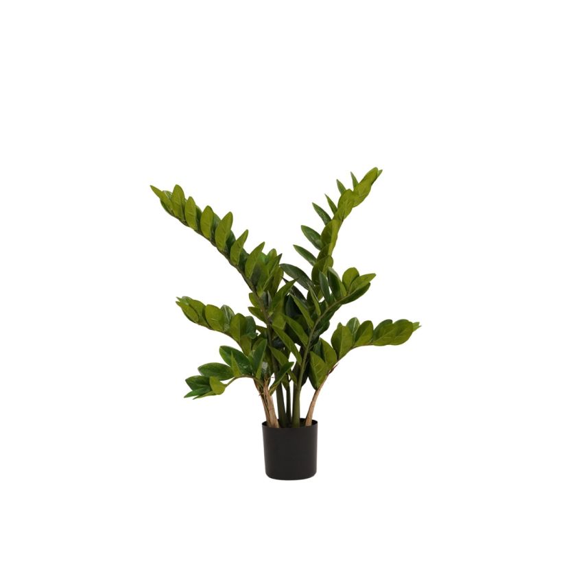 Zamioculcas plant 70cm