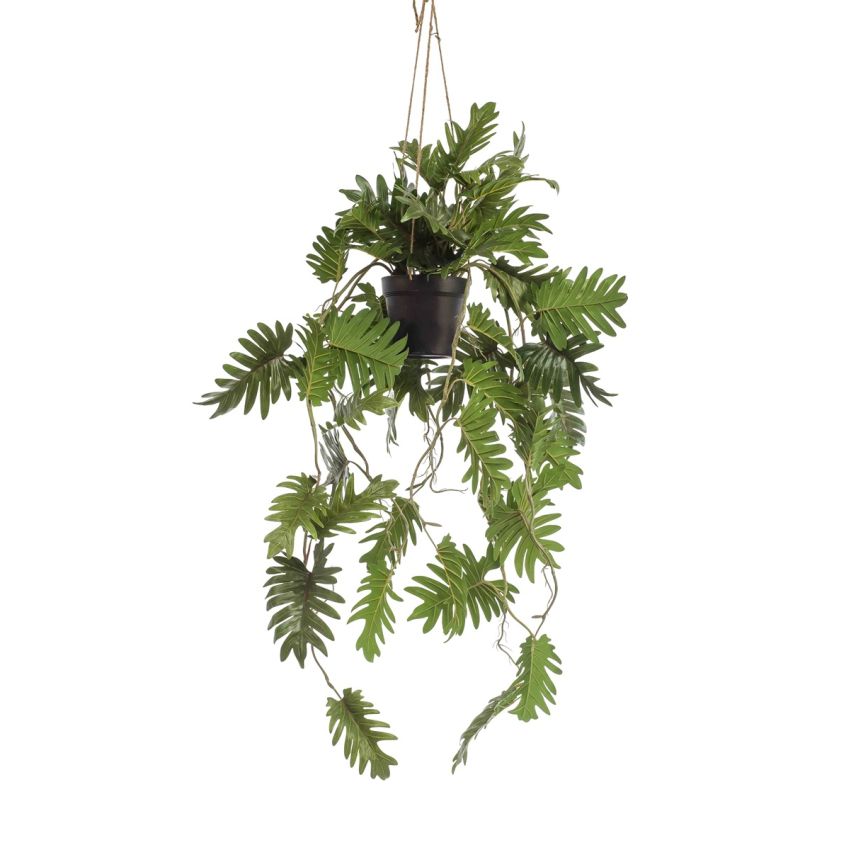Philodendron hanging in pot 115cm