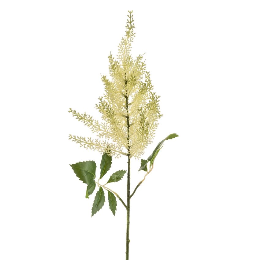 Astilbe spray lt green 70cm
