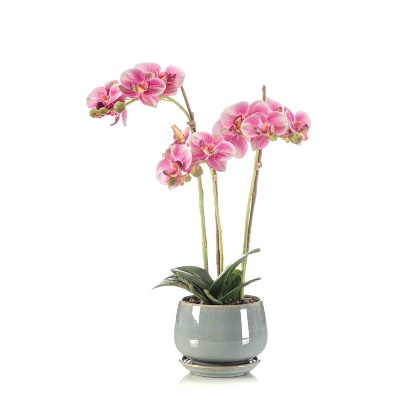 Phalaenopsis pink in pot 43cm