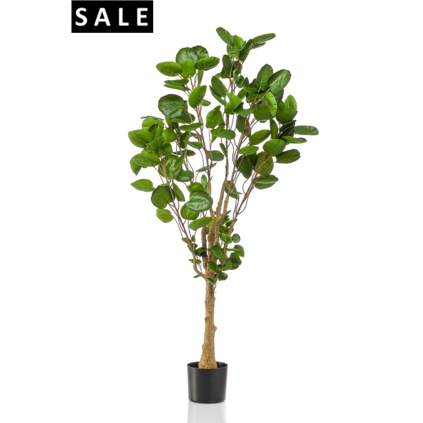 Polyscias tree 150cm