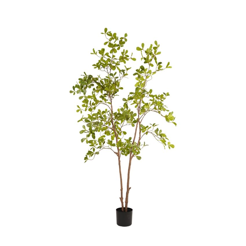 Terminalia tree 175cm (knock down packing)