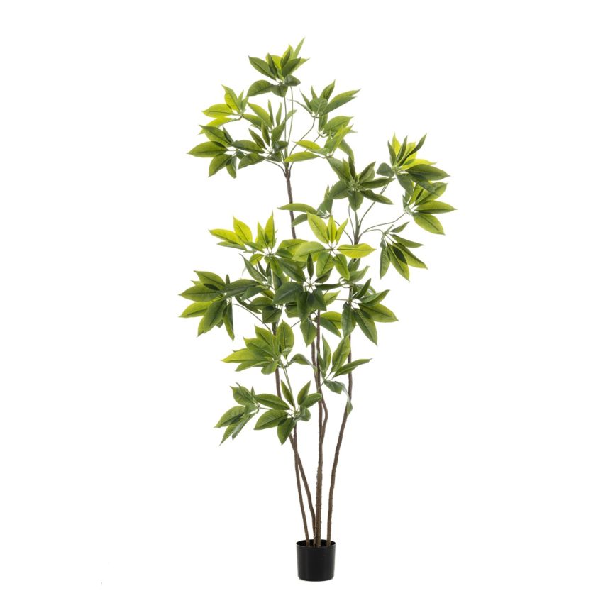 Schefflera multi tree 195cm