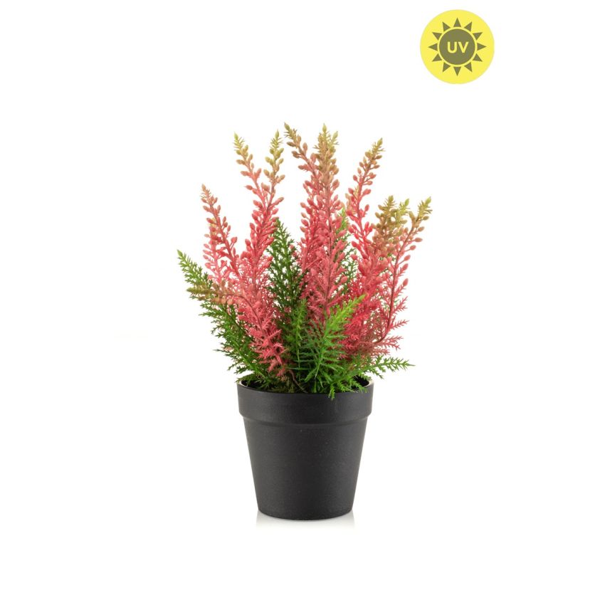 Erica bush UV pink 29cm in black pot