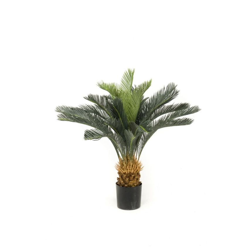 Cycas revoluta 90cm/24lvs