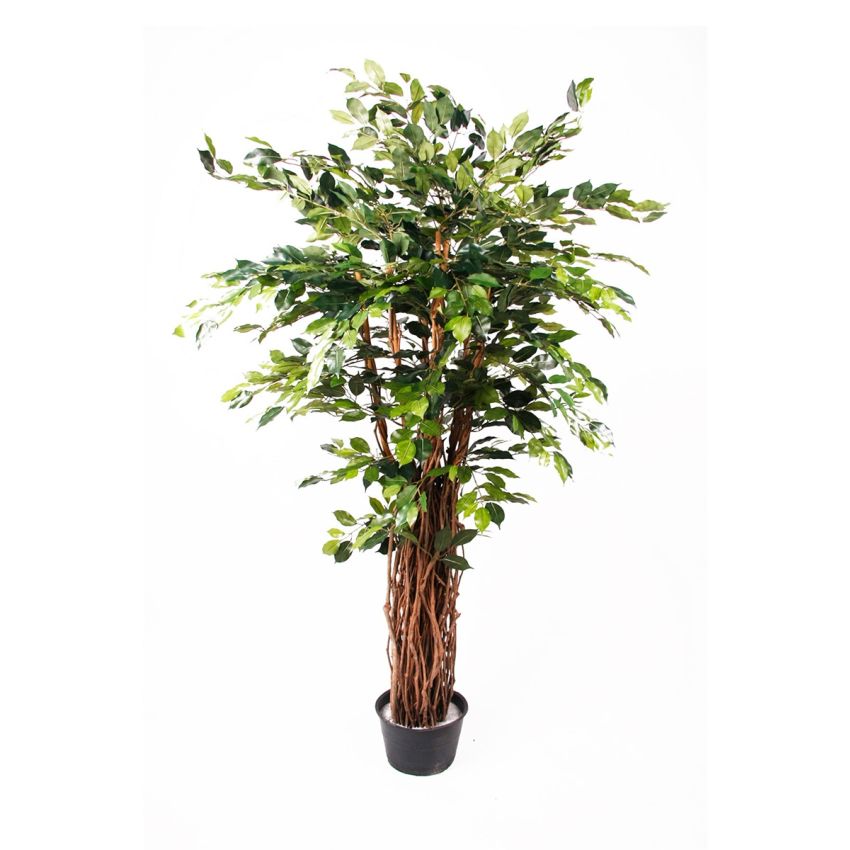 Ficus benjamina liana deluxe tree 175cm