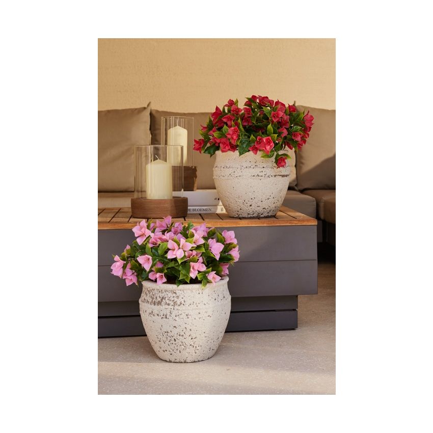 Bougainvillea bush UV pink 30cm