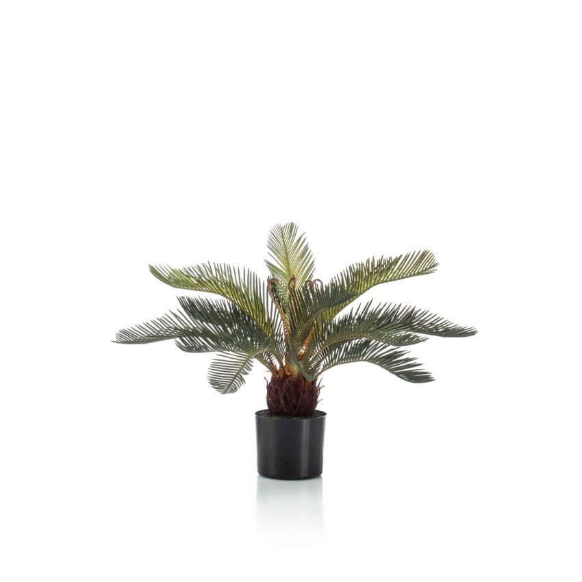 Cycas palm 55cm