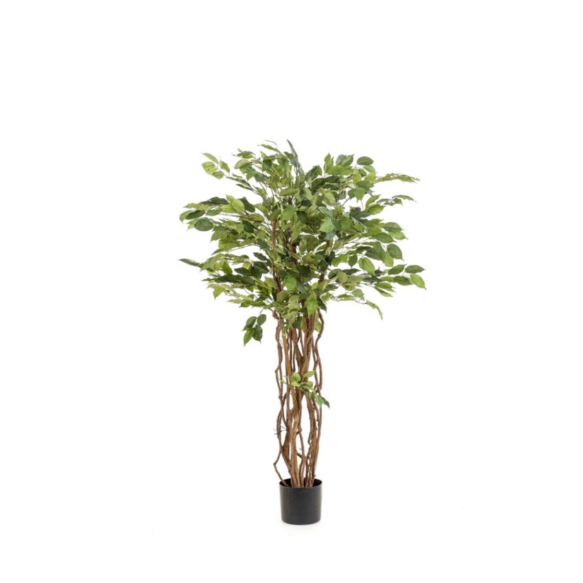 Ficus liana tree 140cm