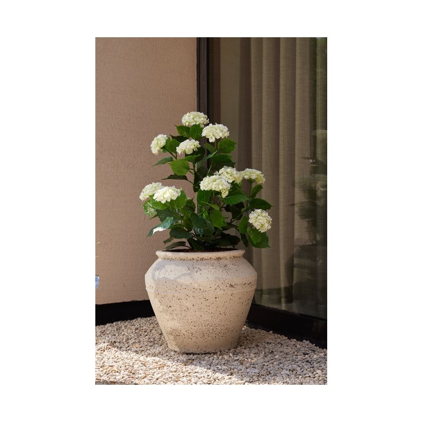 Hydrangea white UV in pot 90cm