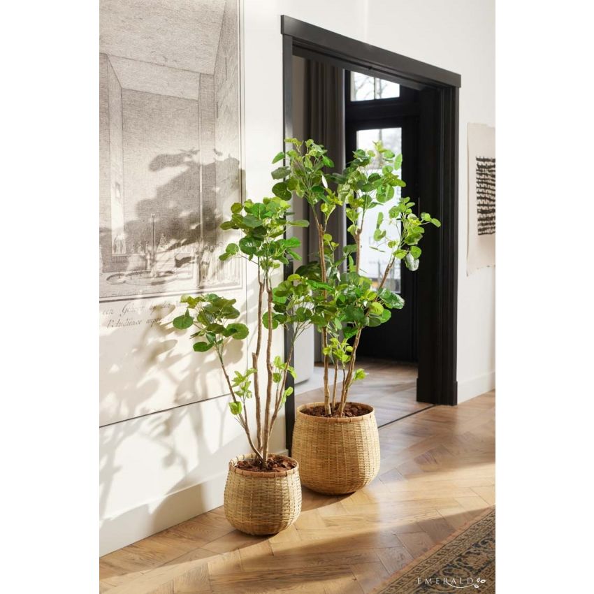 Polyscias tree 160cm