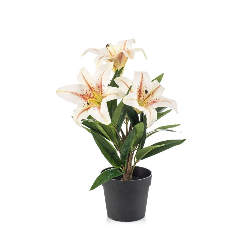 Lily cream in pot 33cm