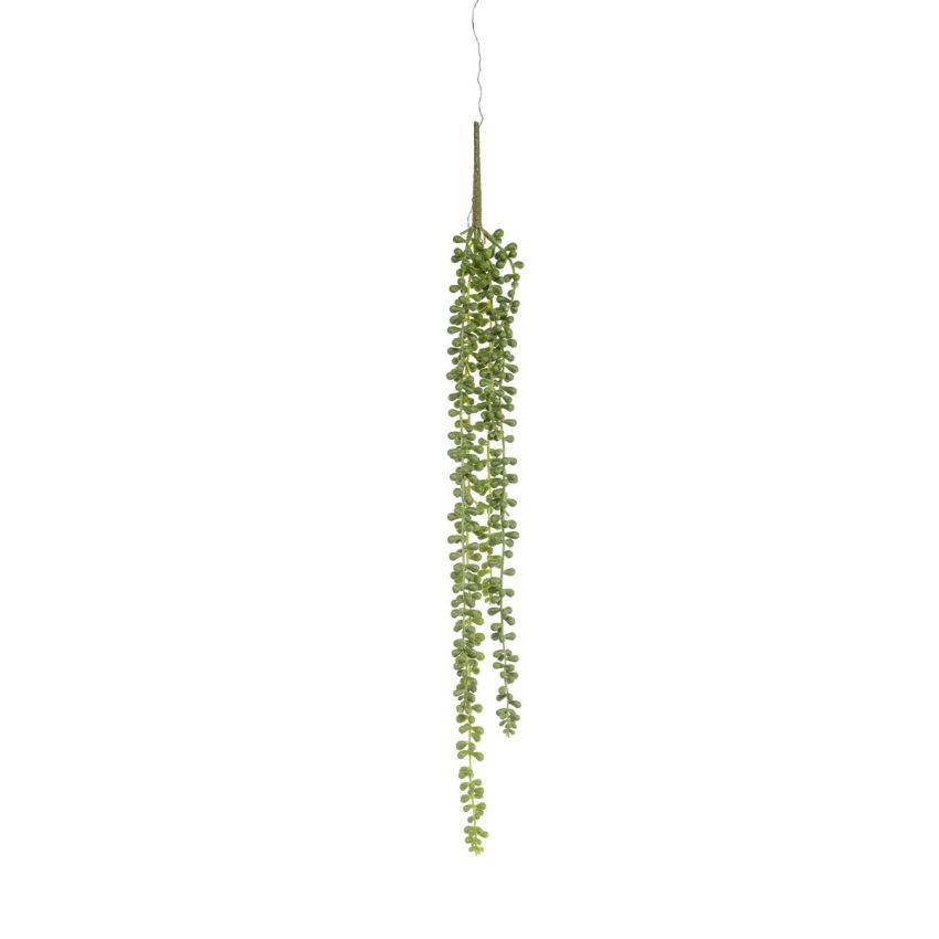 Senecio hanging spray x5 62cm