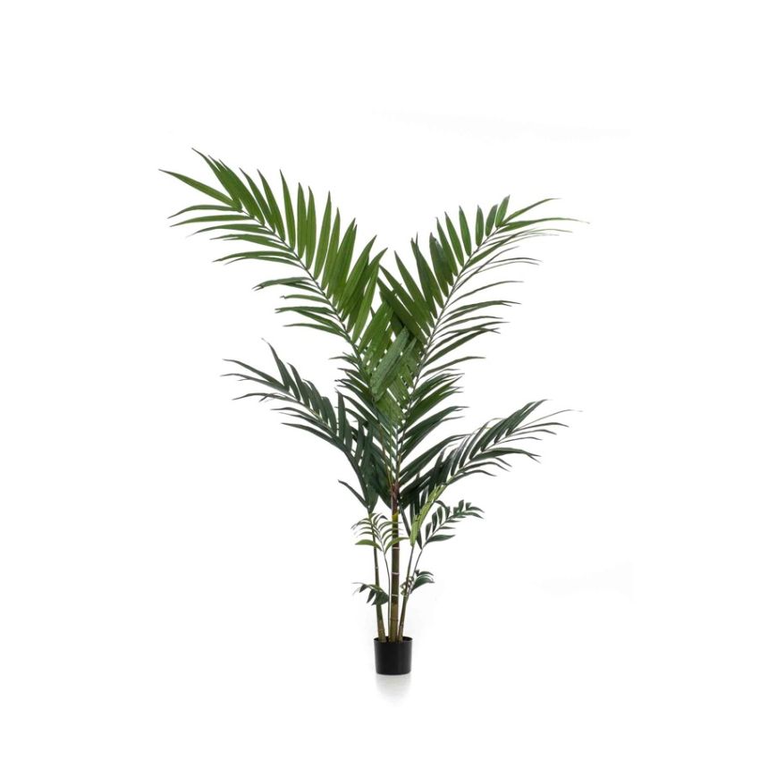 Palm kentia 150cm (knock down packing)
