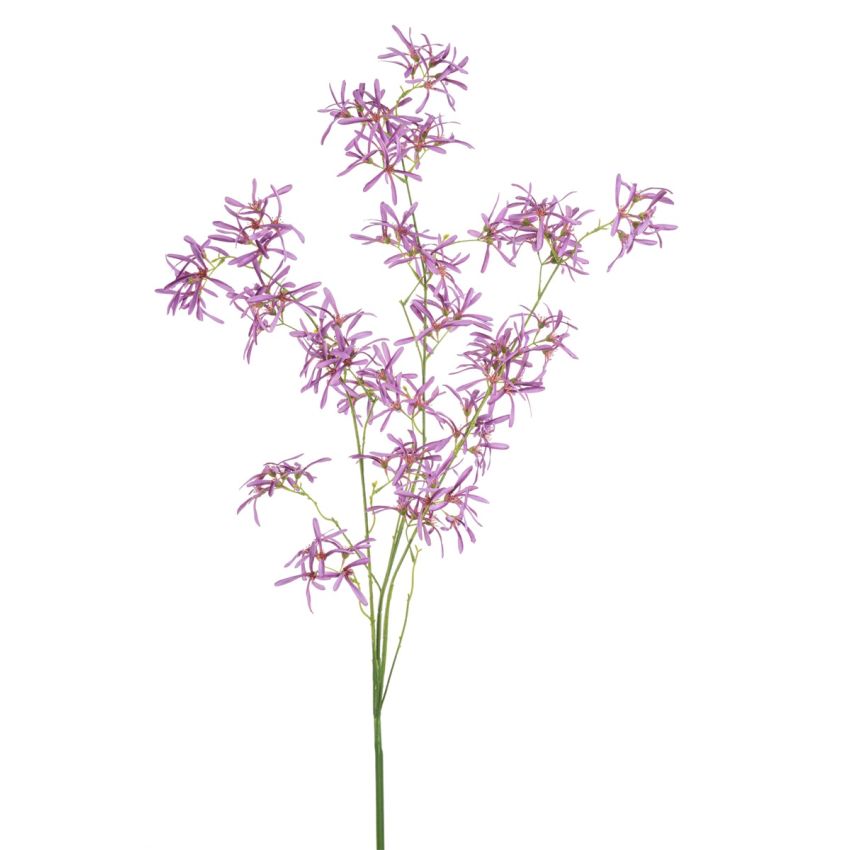 Hamamelis spray purple 140cm