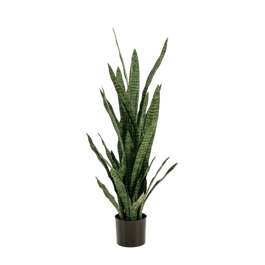 Sansevieria green 115cm