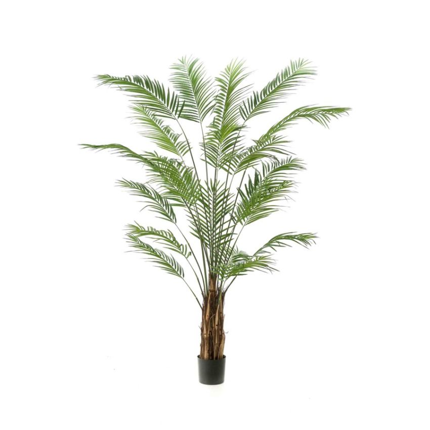 Palm areca 240cm (knock down packing)