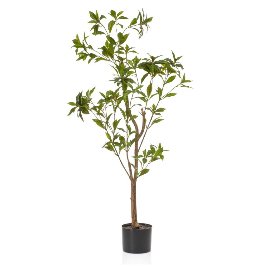 Tea leaf tree 120cm