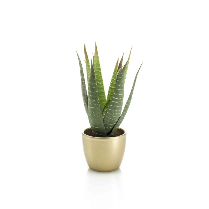 Aloe vera green 30cm in pearlgold pot