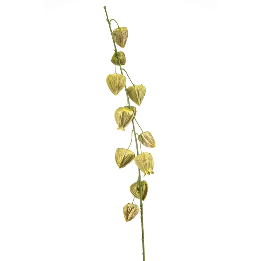 Physalis spray green 97cm