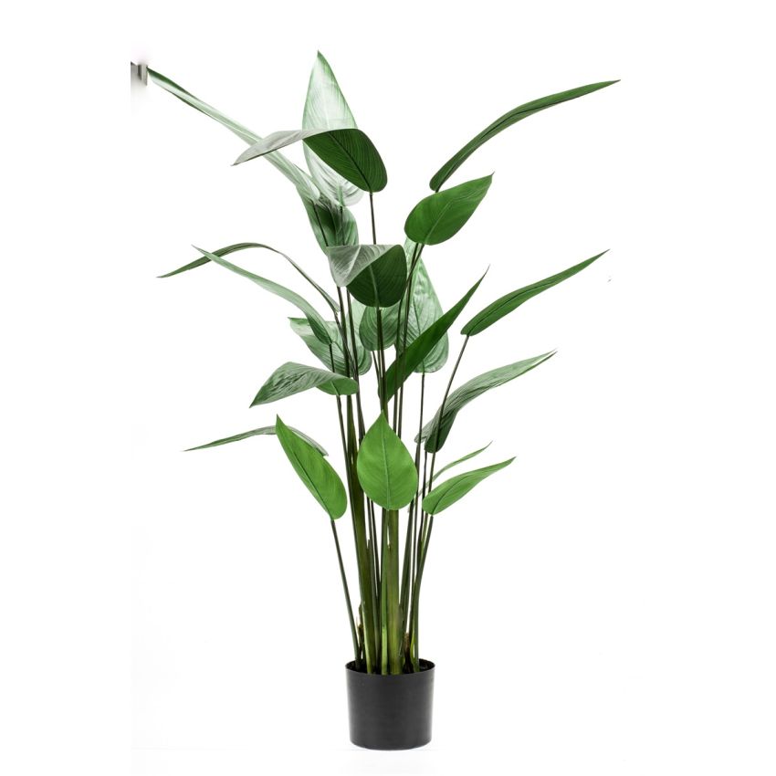 Heliconia plant 125cm