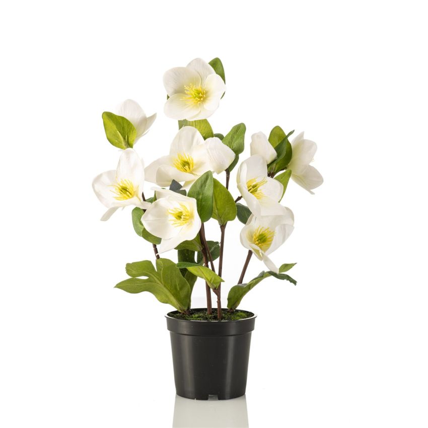 Helleborus bush white in pot 33cm