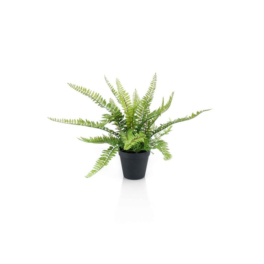 Fern bush in pot 35cm