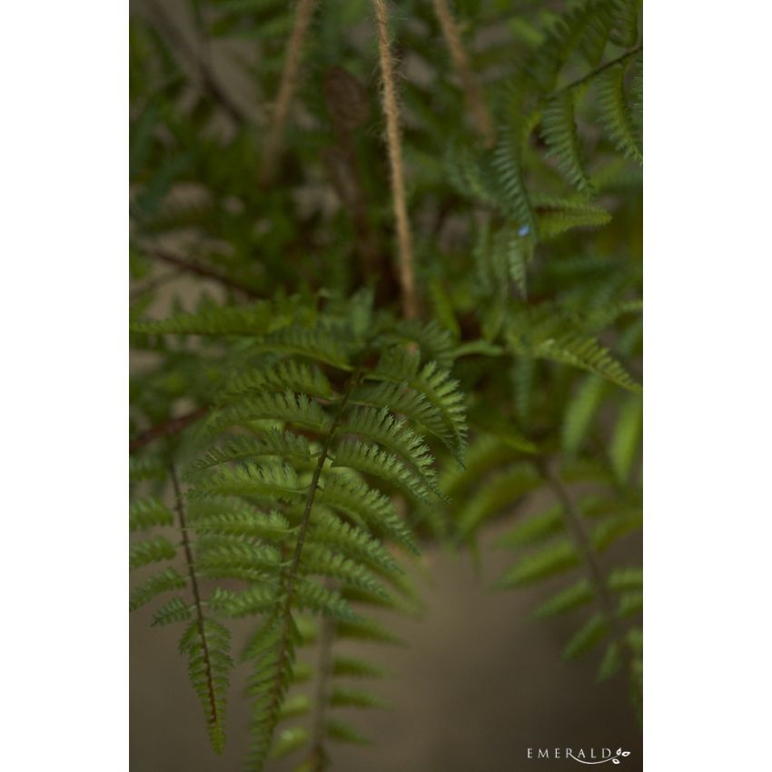 Fern forest on iron stand round hanging 75cm