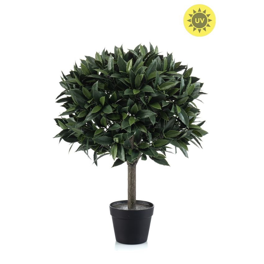 Laurel ball UV in pot 75cm