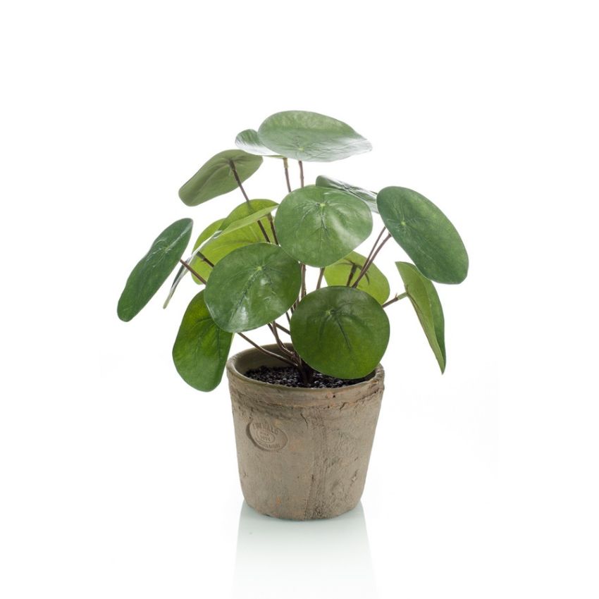 Pilea bush 25cm in tc pot aged