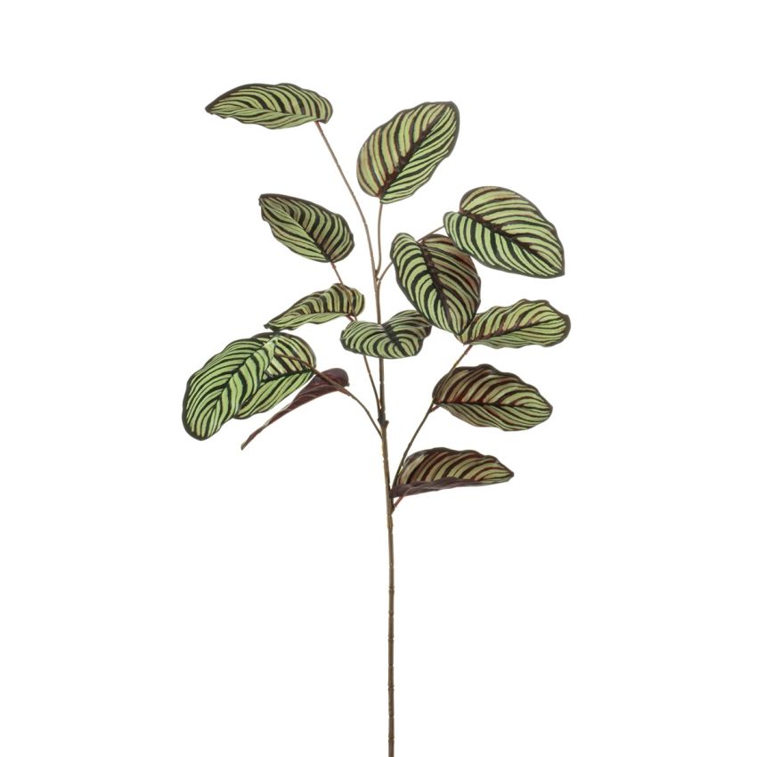 Calathea spray green/burgundy 82cm